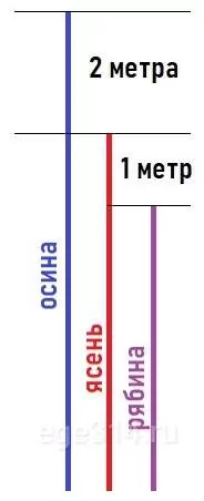 Решение №767 Во дворе школы растут всего три дерева: ясень, рябина и осина.