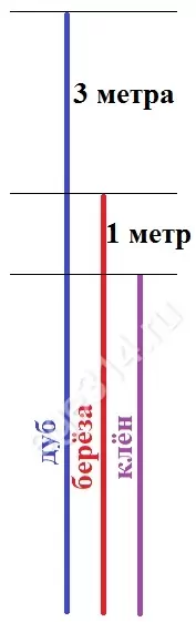 Решение №2926 Во дворе школы растут всего три дерева: берёза, клён и дуб.